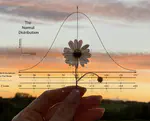 Diffusion models: From Theory to Experiments